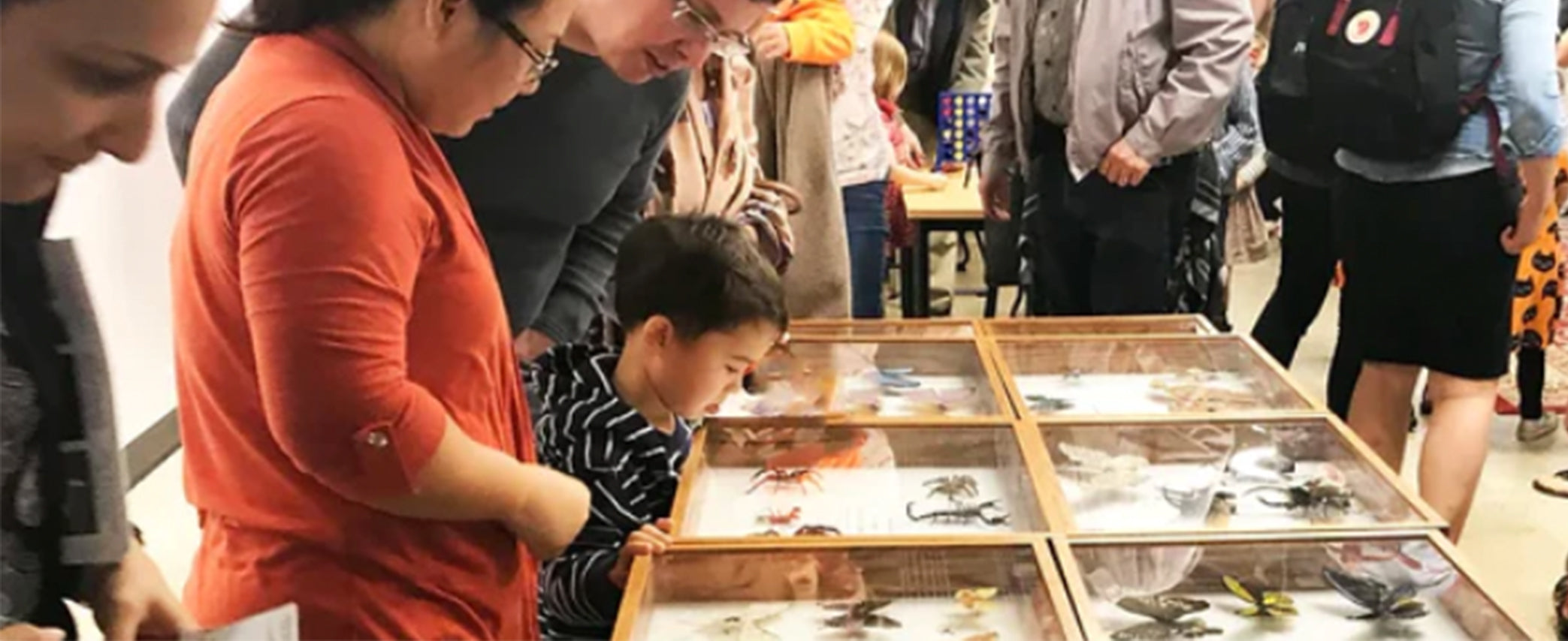 Working with pupae farms that supply live butterfly exhibitions