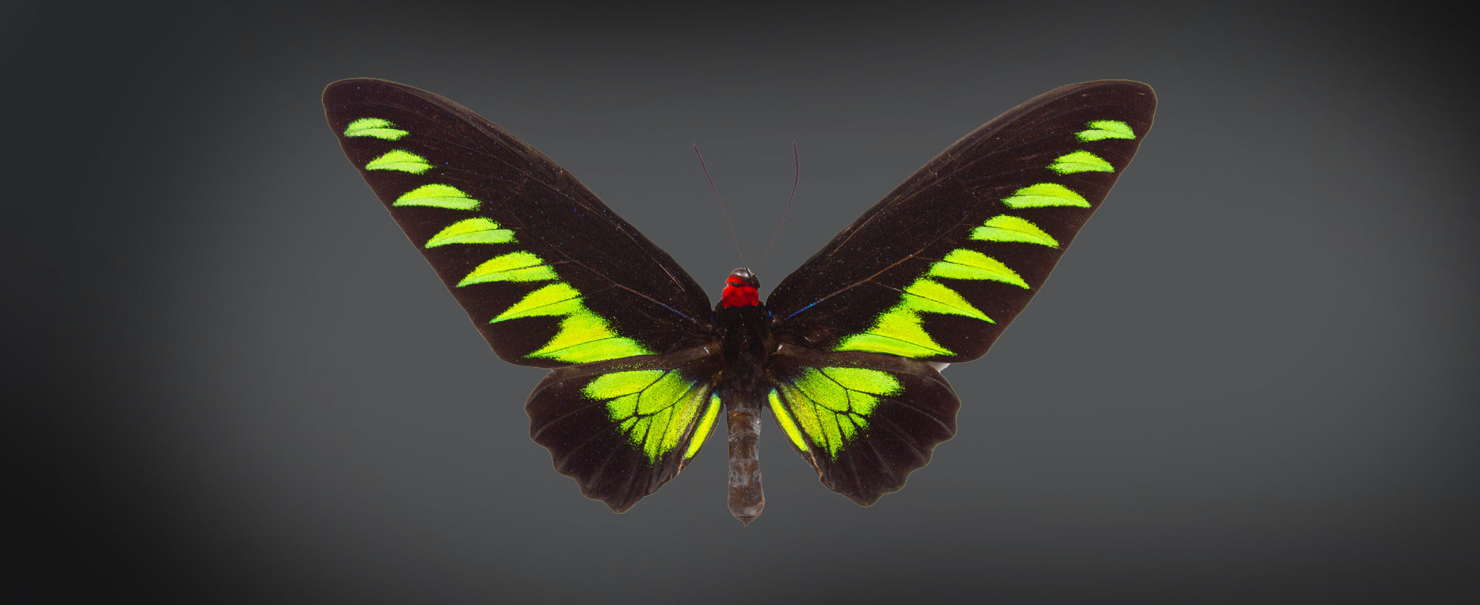 Birdwing butterflies