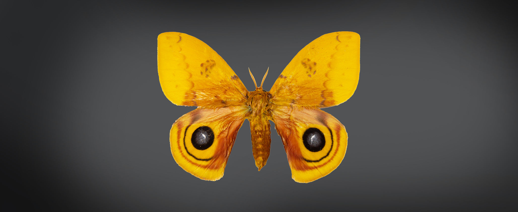 Owl Moth