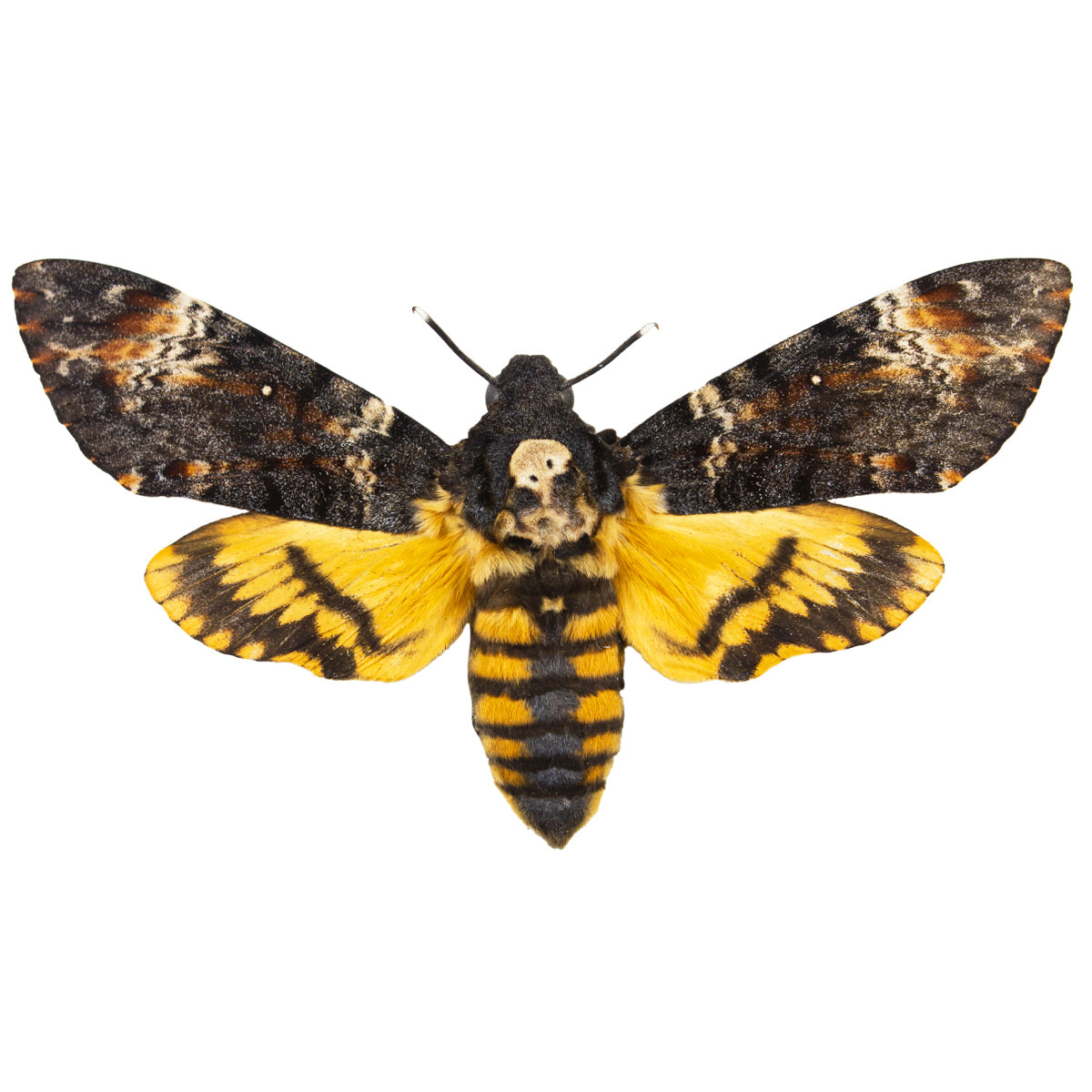 Sphingidae / Sphinx Moths