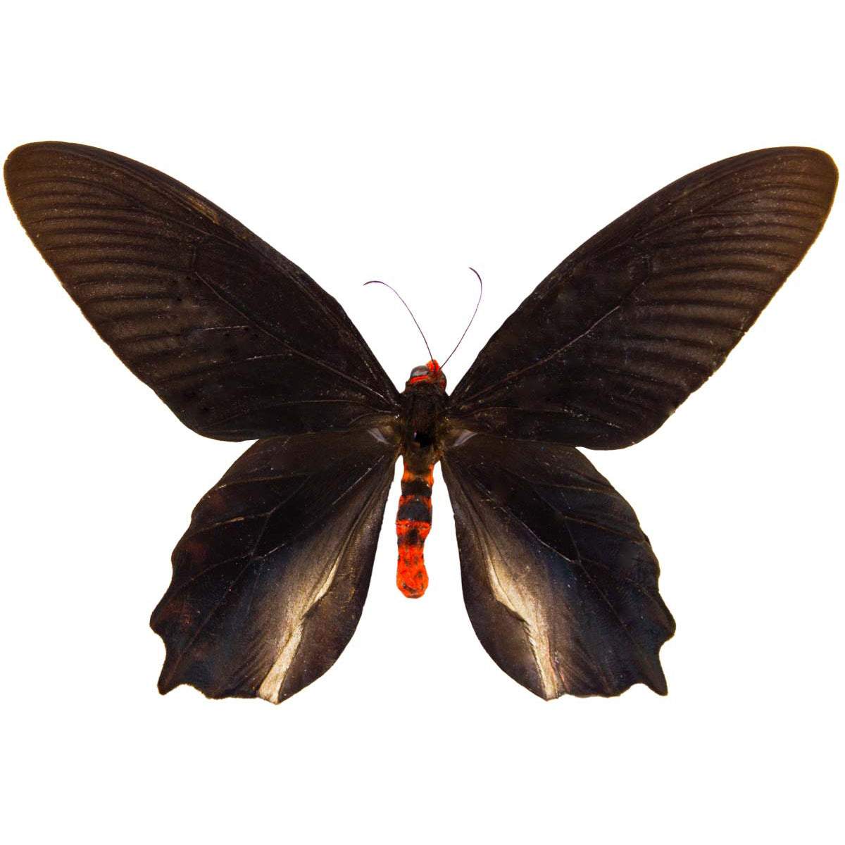 Papilionidae / Swallowtails & More