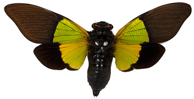 Homoptera / Cicadas