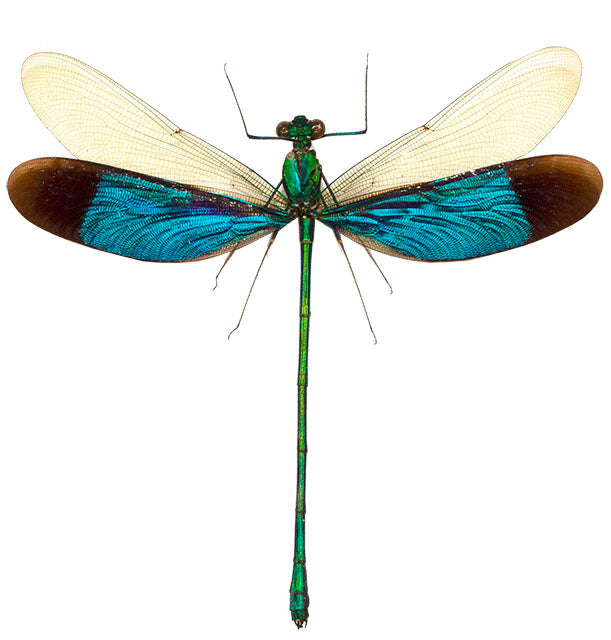 Odonata / Dragonflies & Damselflies