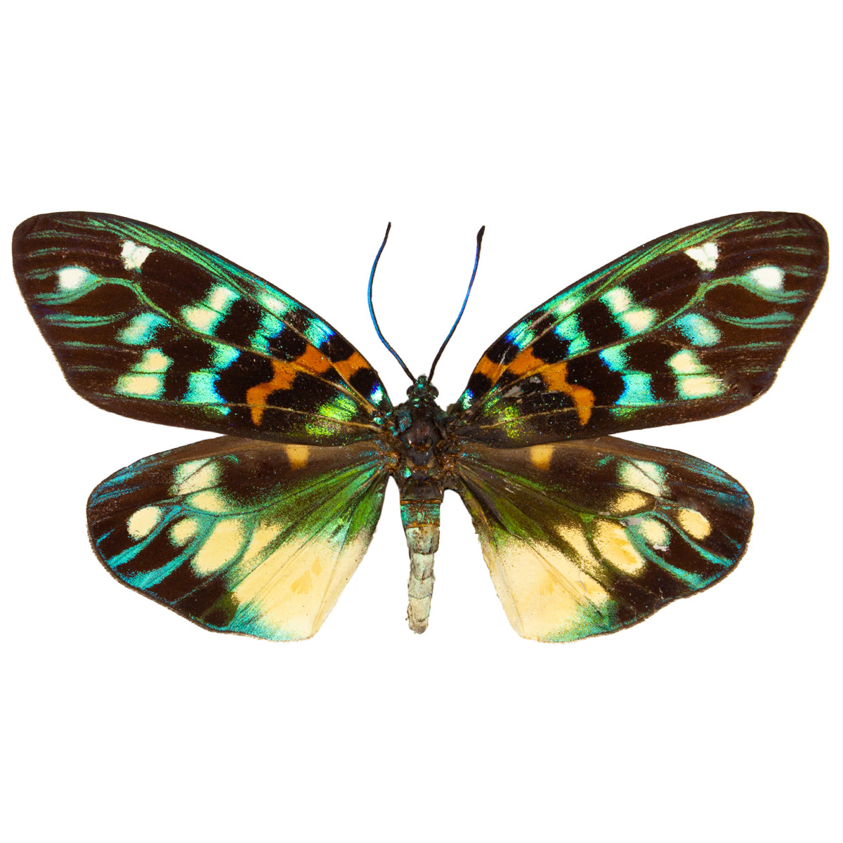 Day & Pericopids / Mini Moths