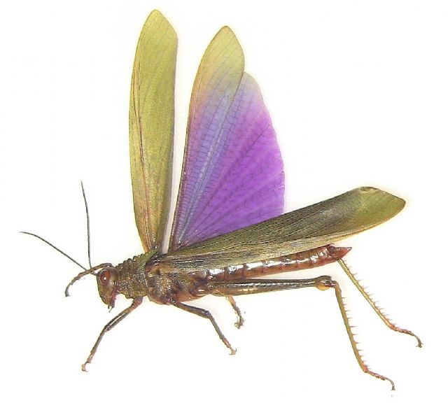 Orthoptera / Grasshoppers & Katydids