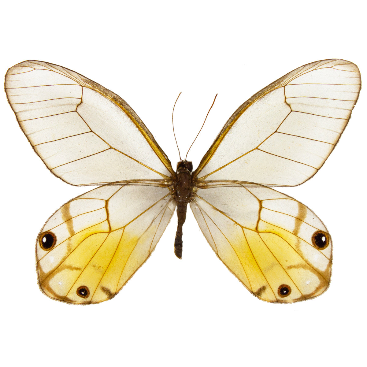 Satyridae / Glasswings & Satyrs