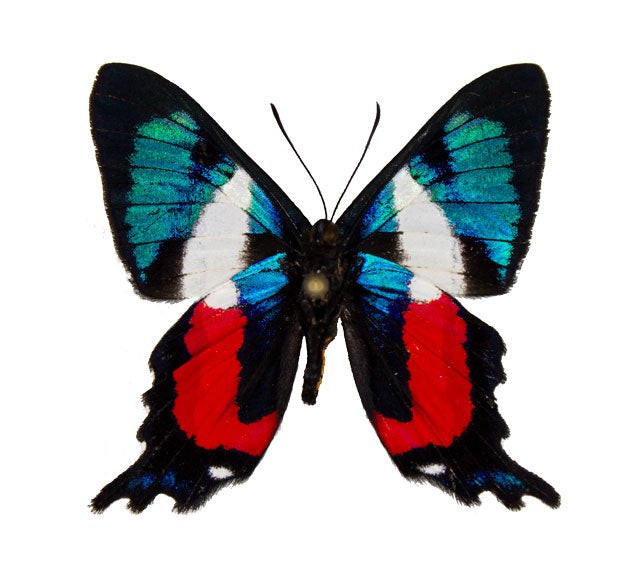 Lycaenidae Etc. / Mini Butterflies