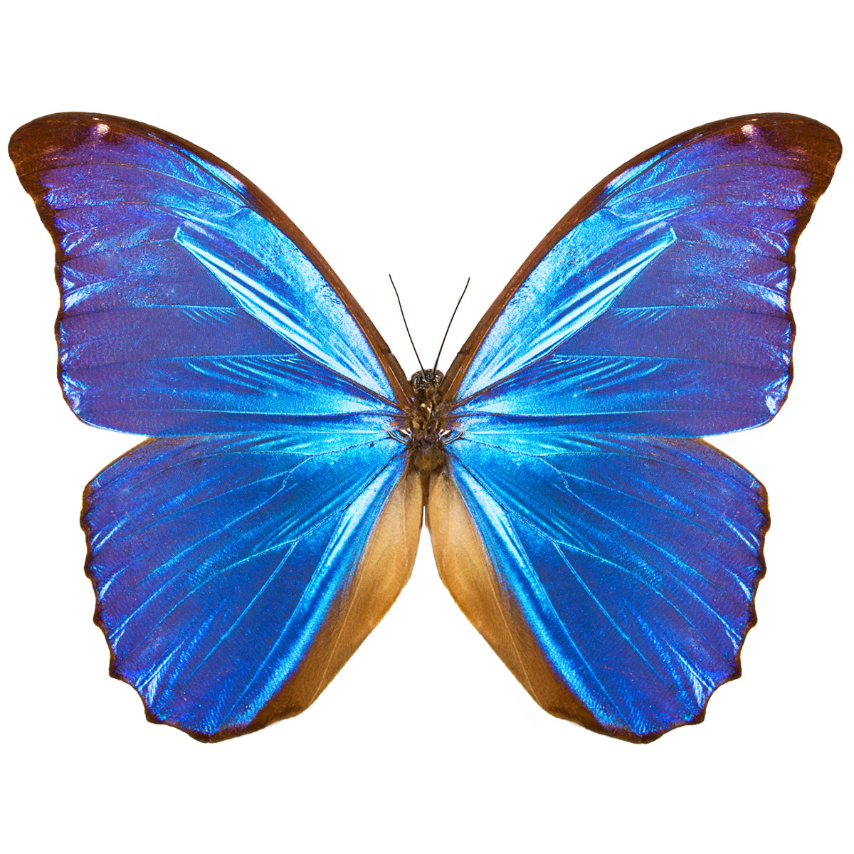 Morphidae / Blue Morphos