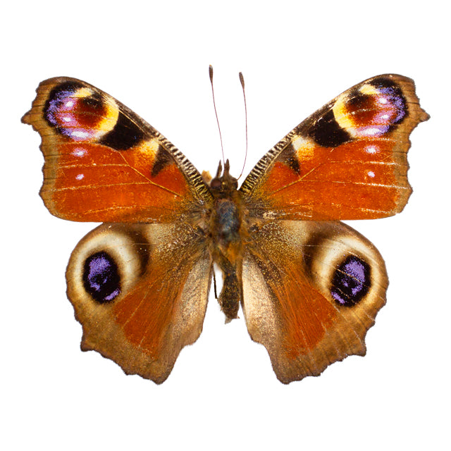 Nymphalidae / Meadow Wanderers