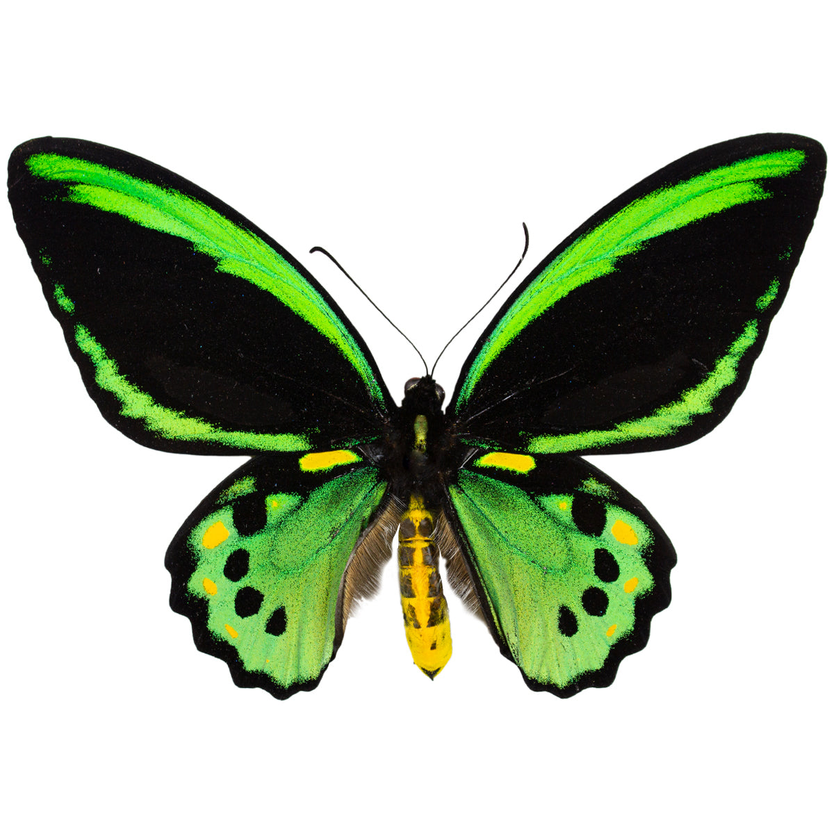 Ornithoptera / Birdwings
