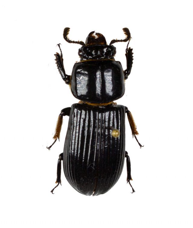Passalidae / Besse Beetles