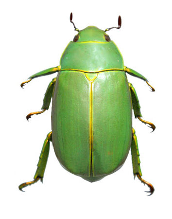 Rutelidae / Shining Leaf Beetles