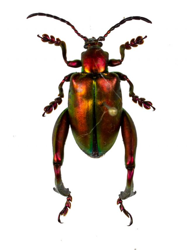 Sagrinae / Metallic Leaf Beetles