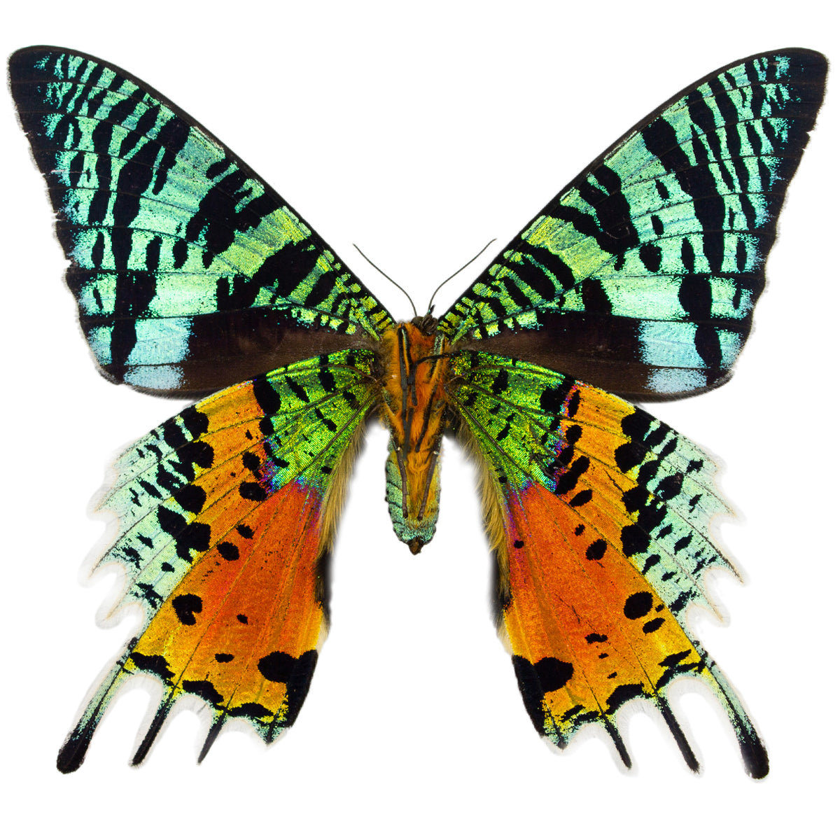 Uranidae / Day Flying Moths