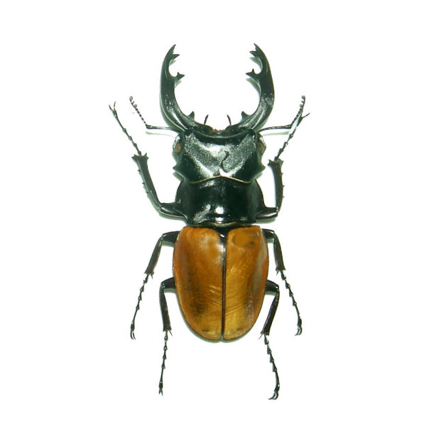 Lucanidae / Stag Beetles