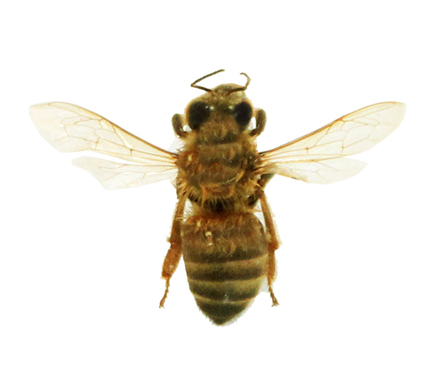 Hymenoptera / Bees, Wasps & Ants