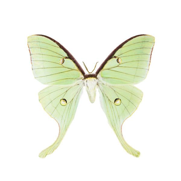 Saturnidae / Silk Moths