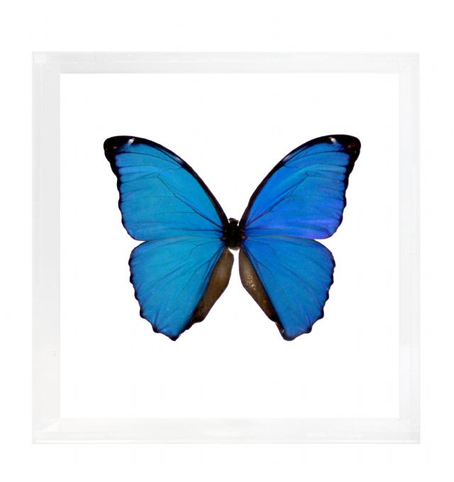 Framed Blue Morpho in Acrylic