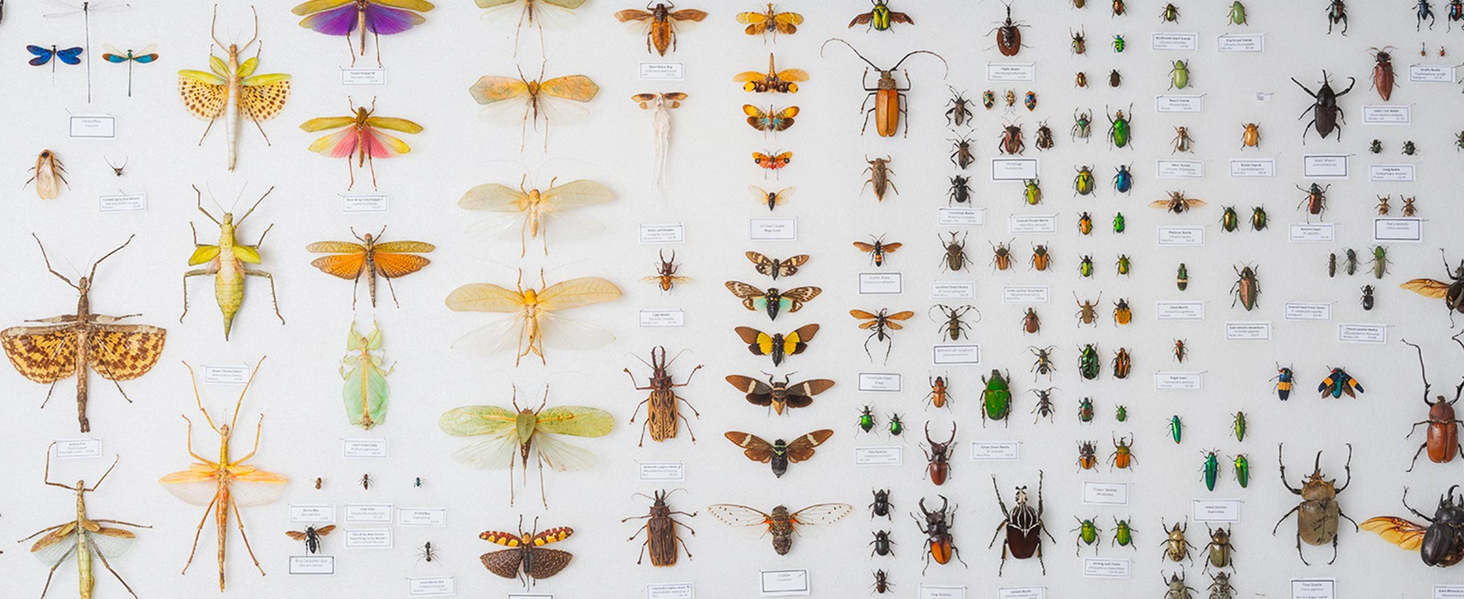 Beetle Collection: Goliath Beetles from Africa