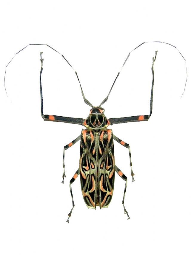 Cerambycidae / Longhorn Beetles