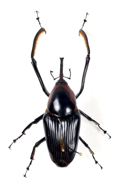 Curculionidae Etc. / Weevils