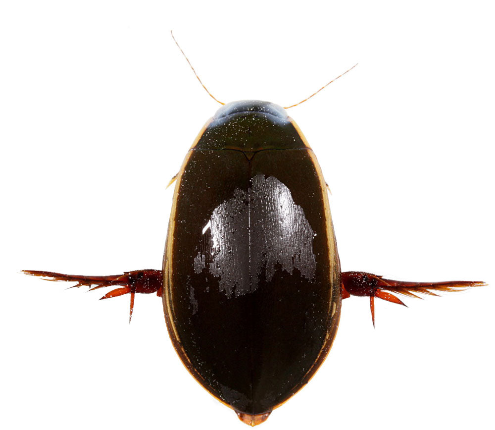 Dytiscidae