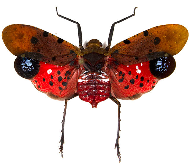 Fulgoridae / Lanternflies