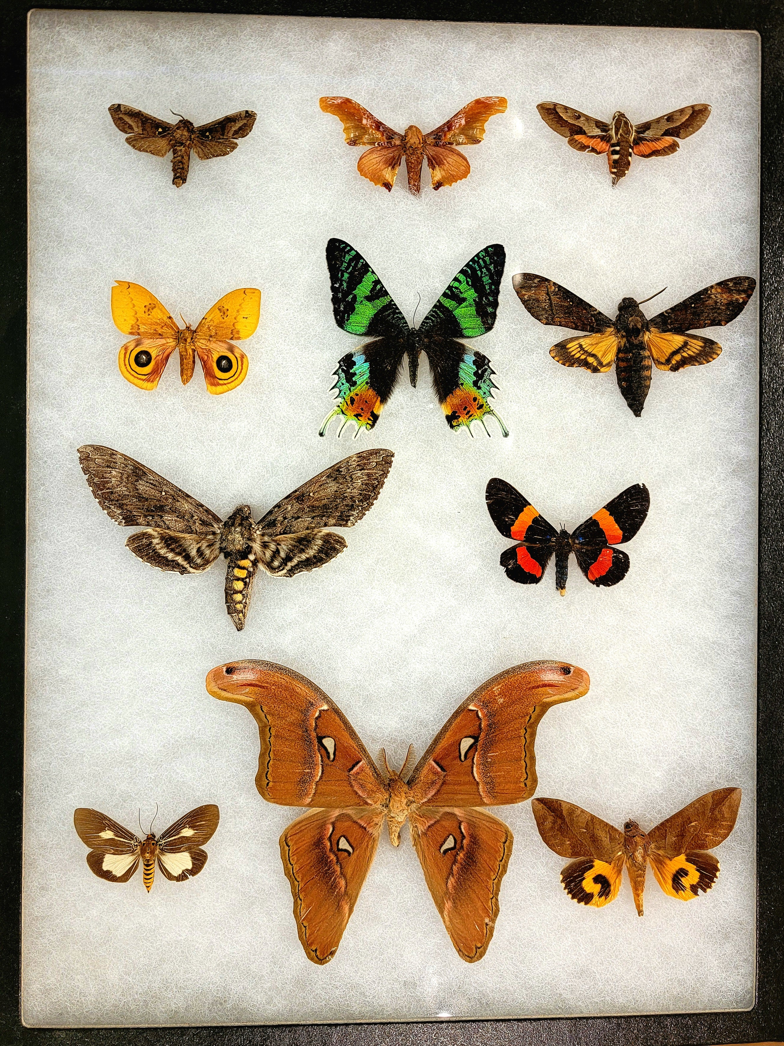 Worldwide Moth Collection Case