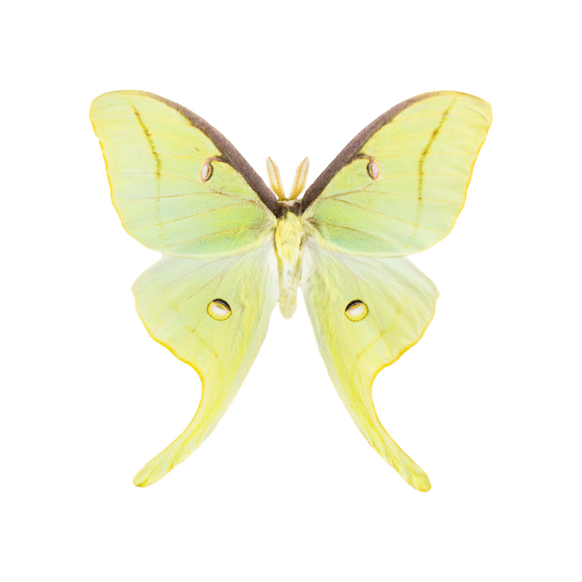 A Perfect Deaths Head Hawk Moth Real Specimen A1