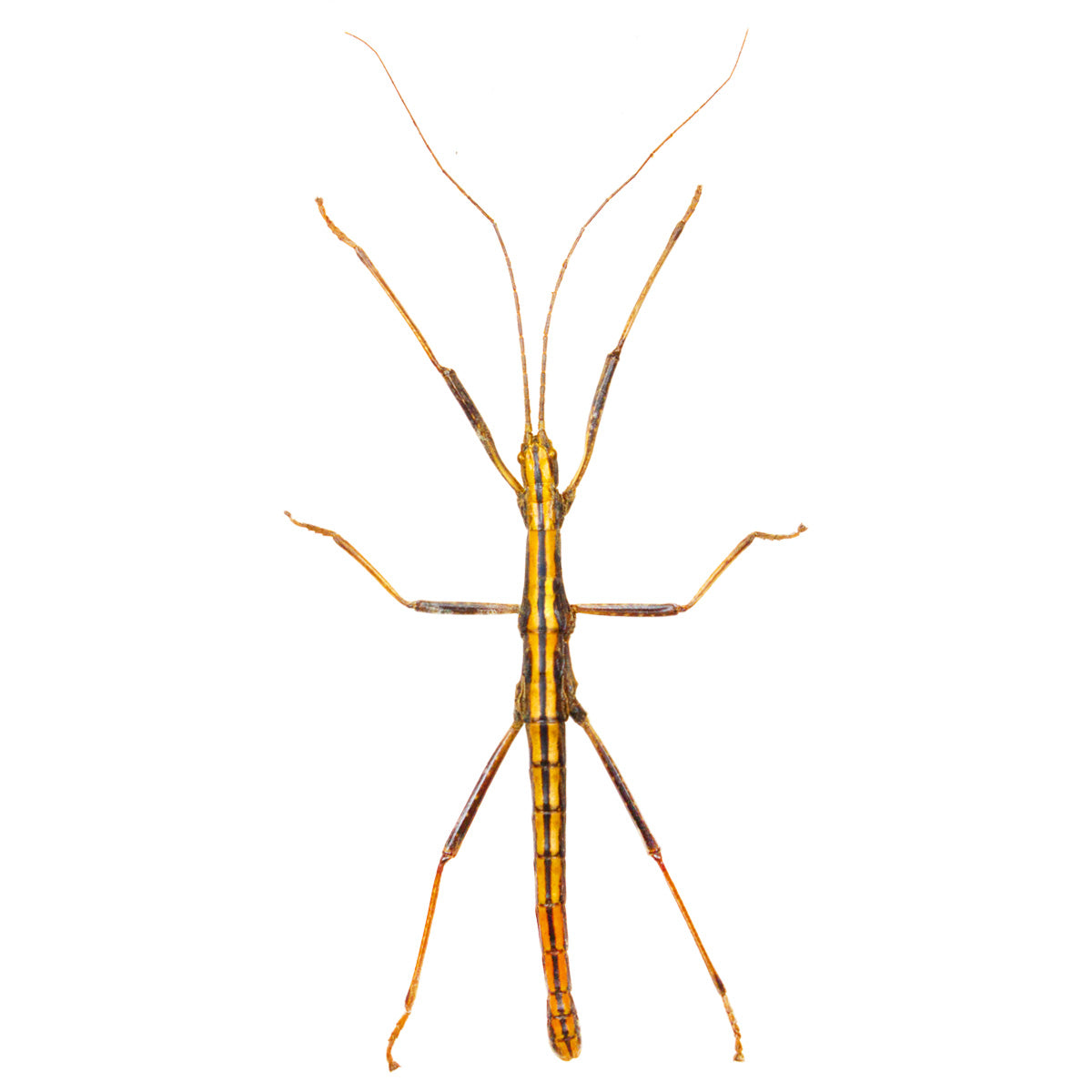 Insects
