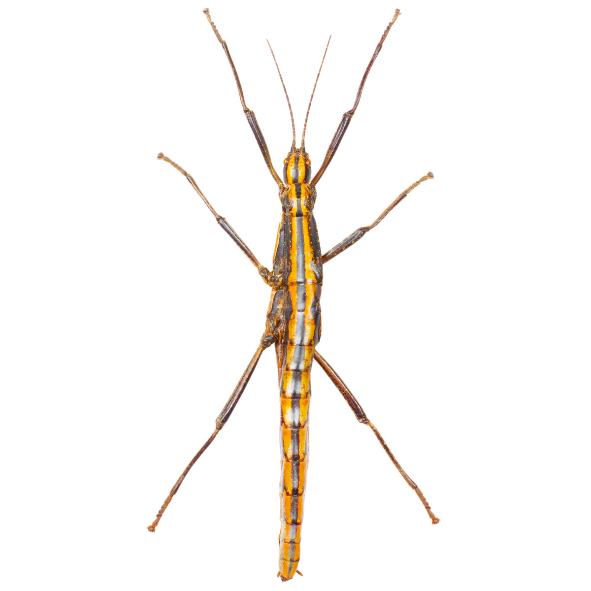 Insects
