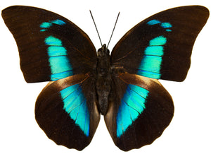 Archaeoprepona demophon demophon
