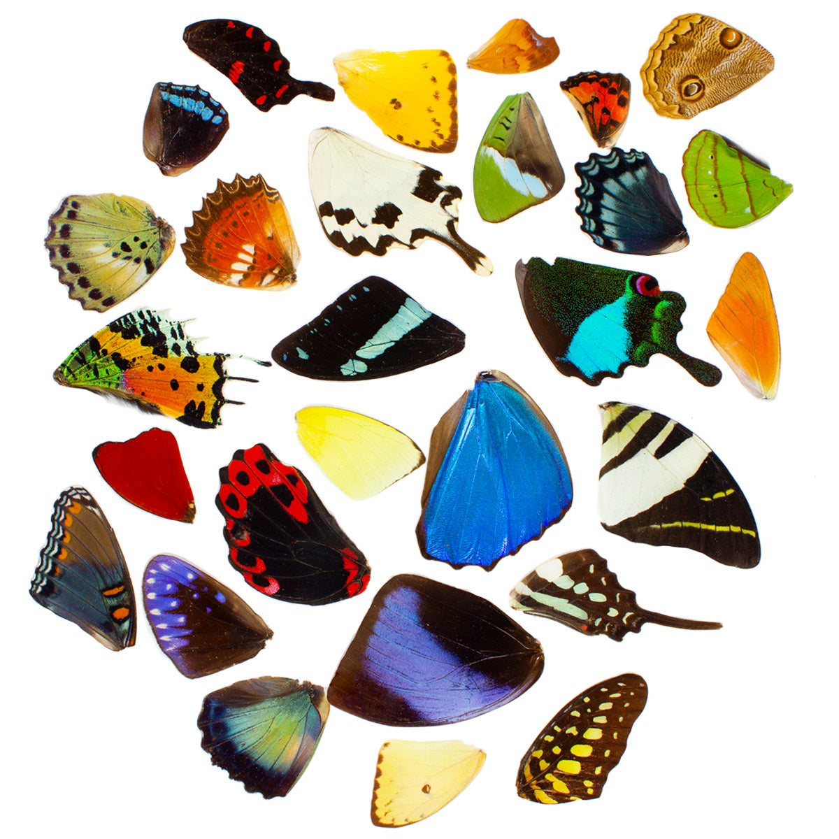 40 Wings, Assorted Tropical Butterfly Wings for Arts and Crafts