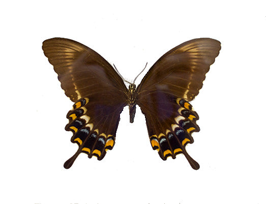 Papilio fuscus hasteri FEMALE
