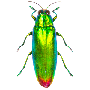 Chrysochroa fulminans