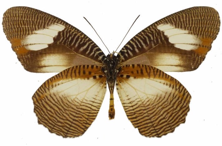Elymniopsis bammakoo
