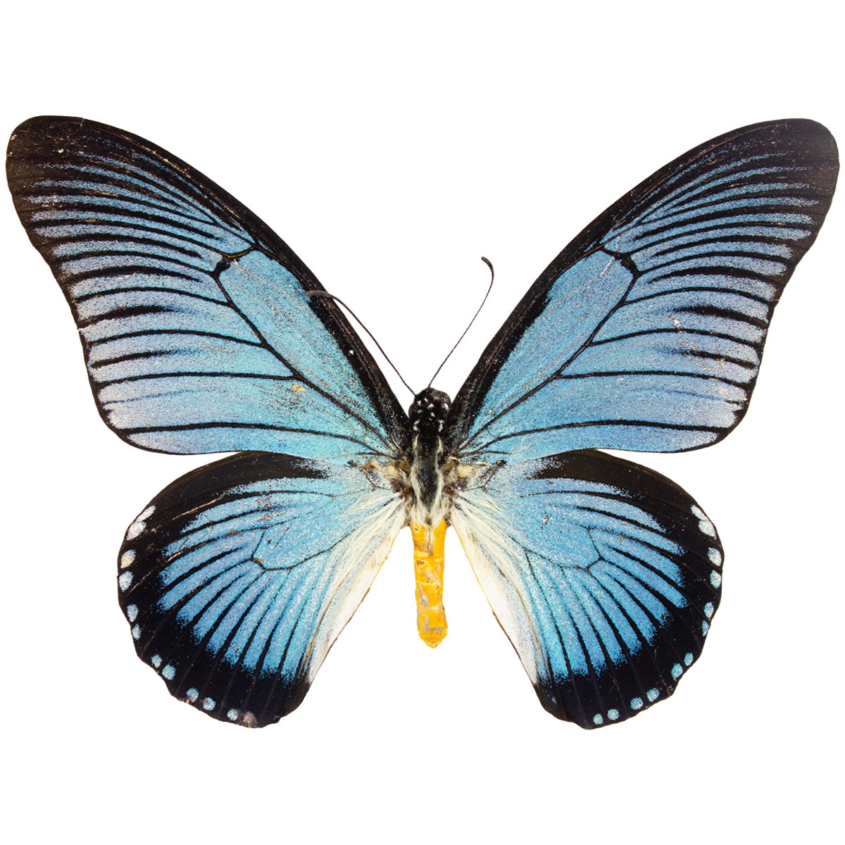 Papilio zalmoxis FRAMED