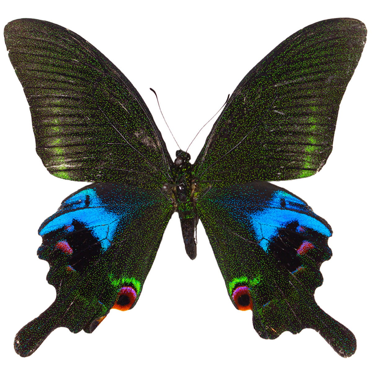 Papilio arcturus FRAMED #2