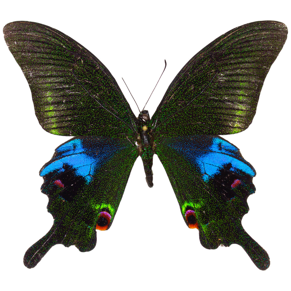 Papilio arcturus FRAMED #1