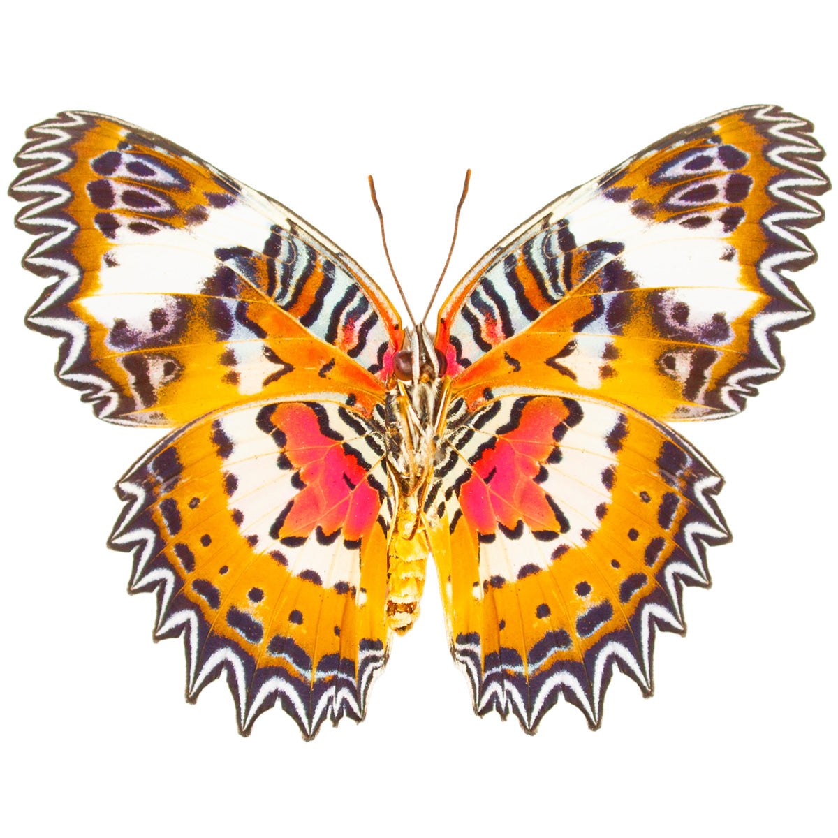 Cethosia hypsea, Malay Lacewing 