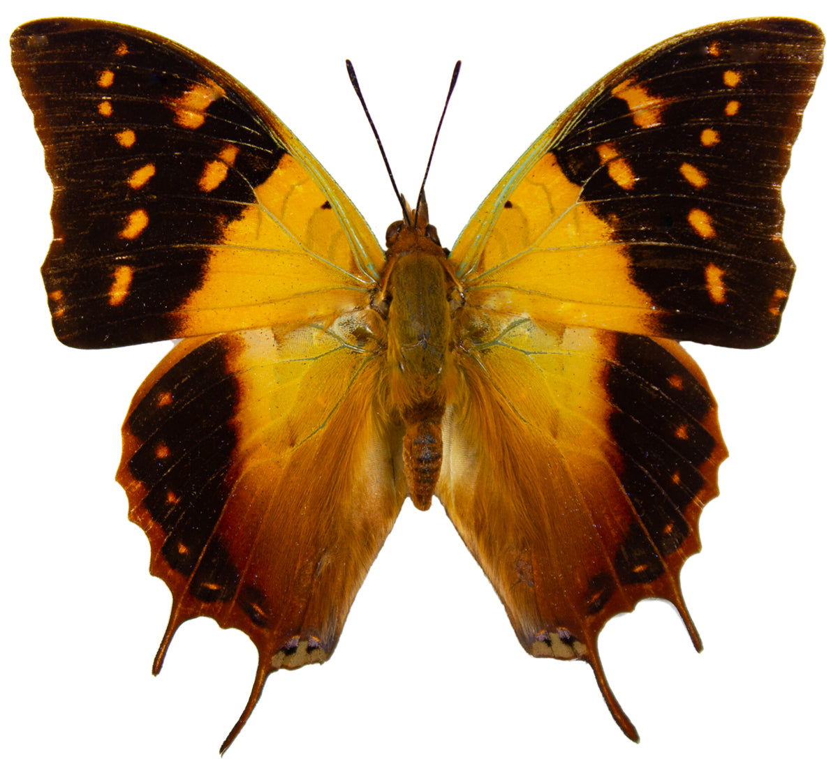 Butterflies