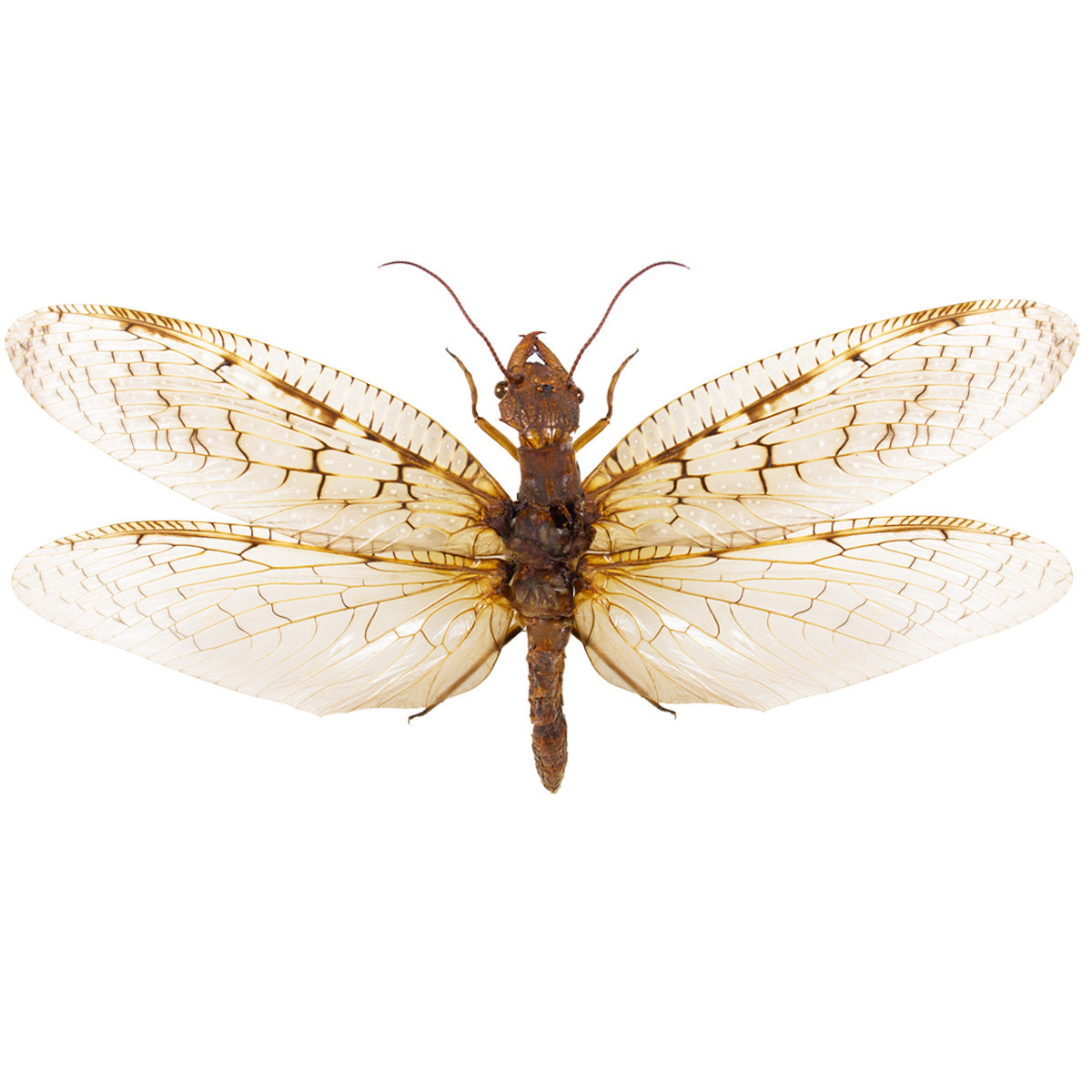 Croncle Insect Insects