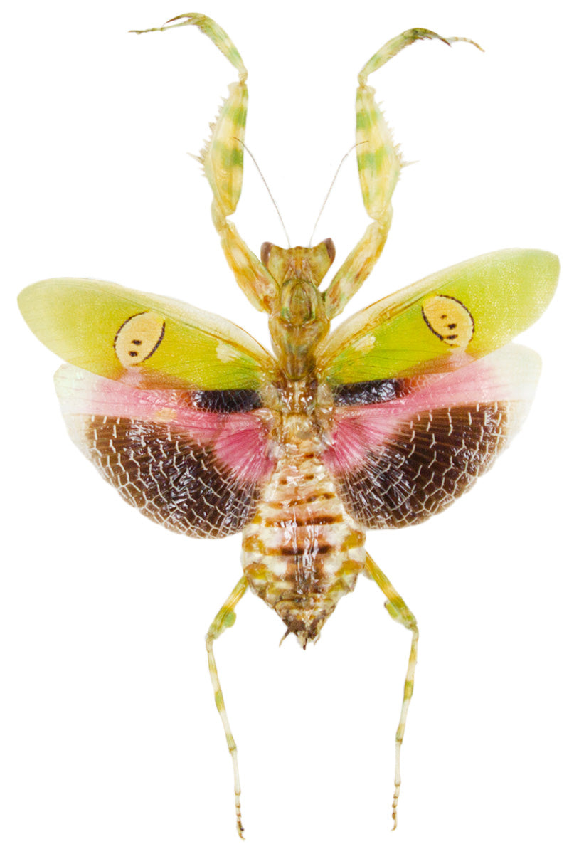 Premates Insects The Butterfly Company: Preserved Dried Butterflies & Insects