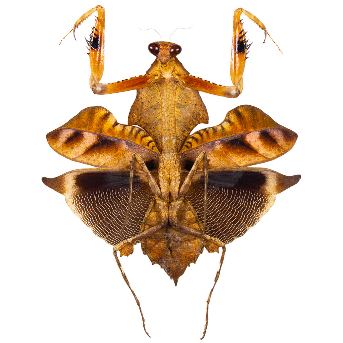 Derpy Insect Insects