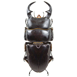 Dorcus parry ritsemae