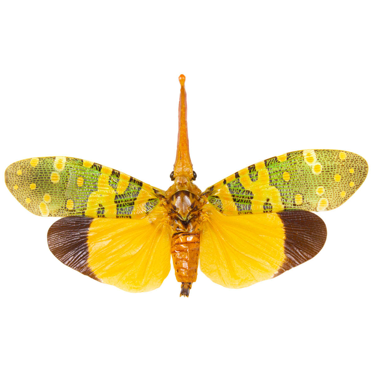 Kandriga Insect Insects