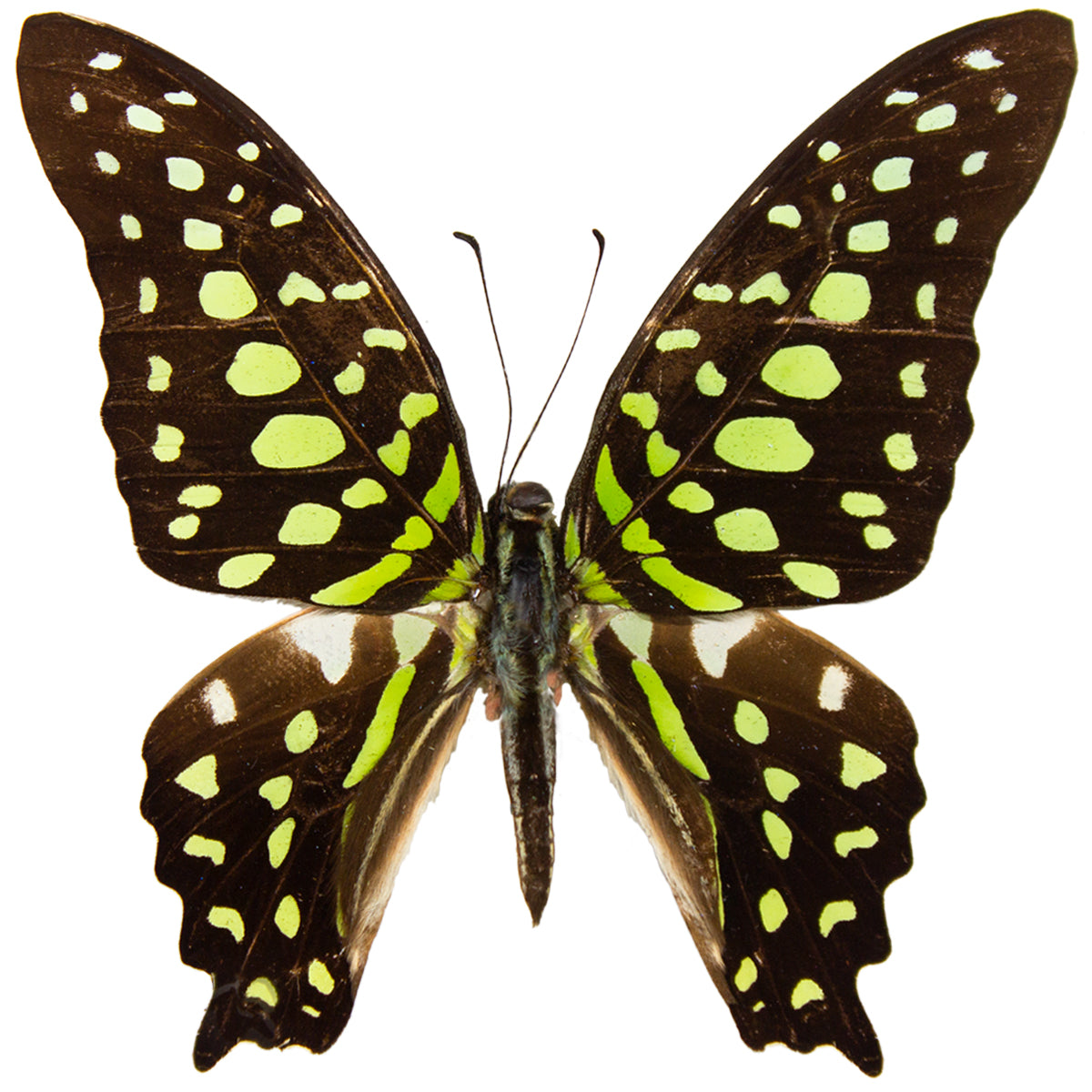 Butterflies butterflies