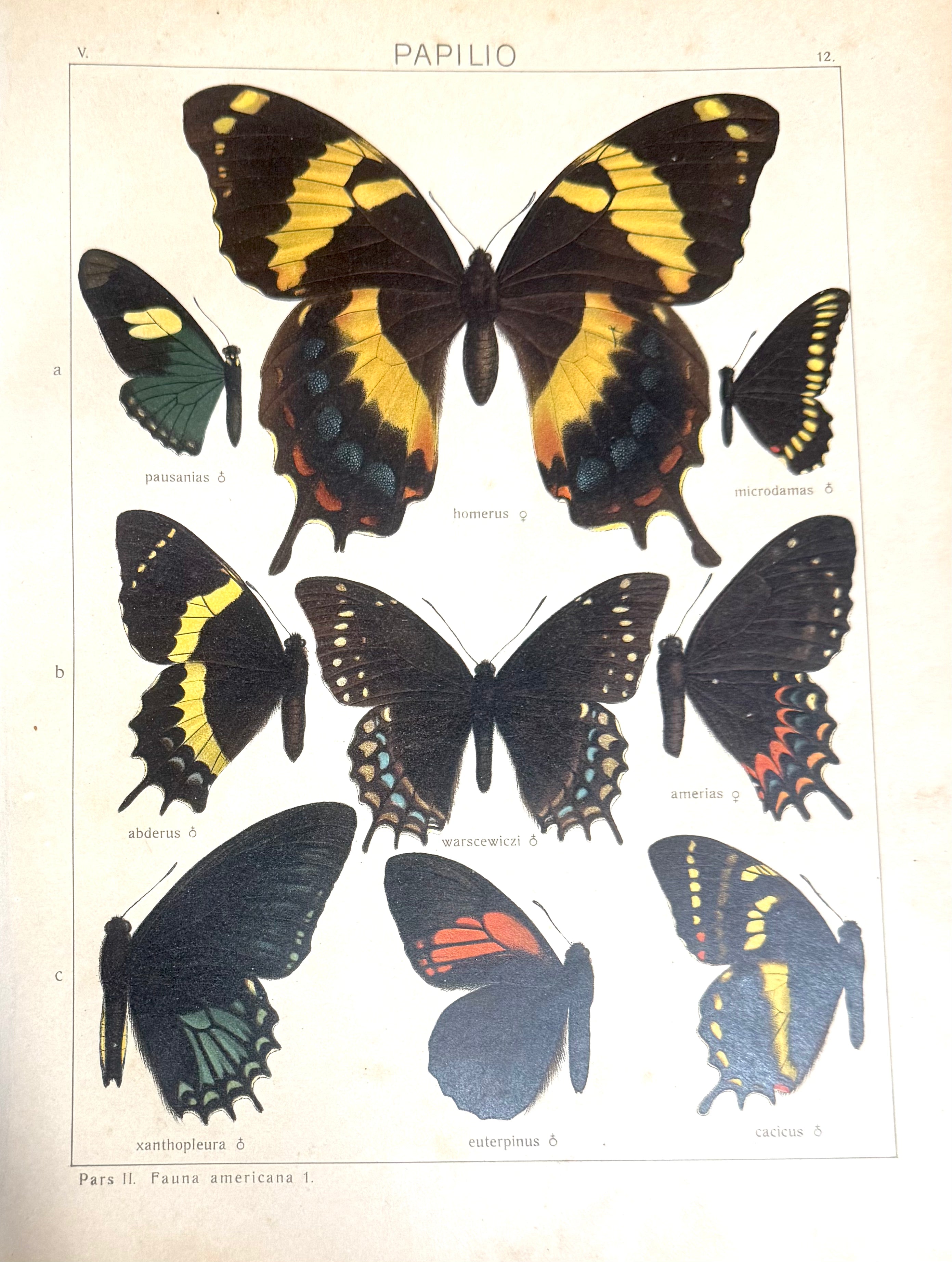 Robert Rippon Seitz, The Macrolepidoptera of the World; RARE Butterfly Book by Dr. A