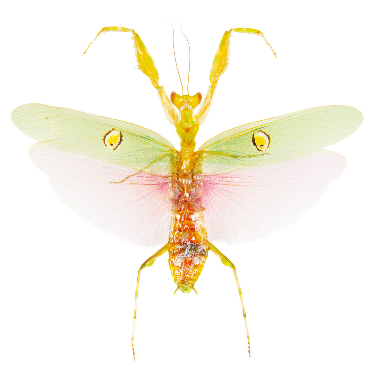 Mantis Wing Insect Insects