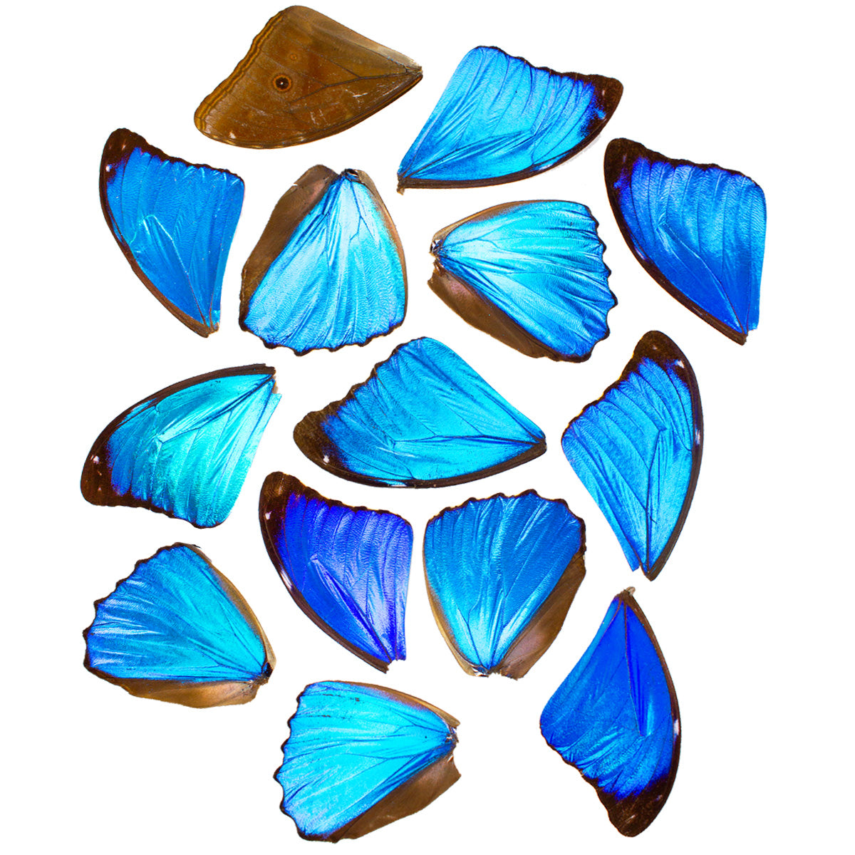 50 Metallic Blue Wings for Art Projects